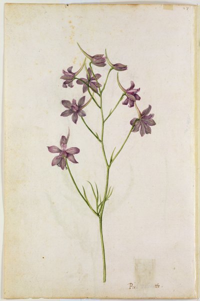 Delphinium ajacis, ca. 1568 door Jacques Le Moyne